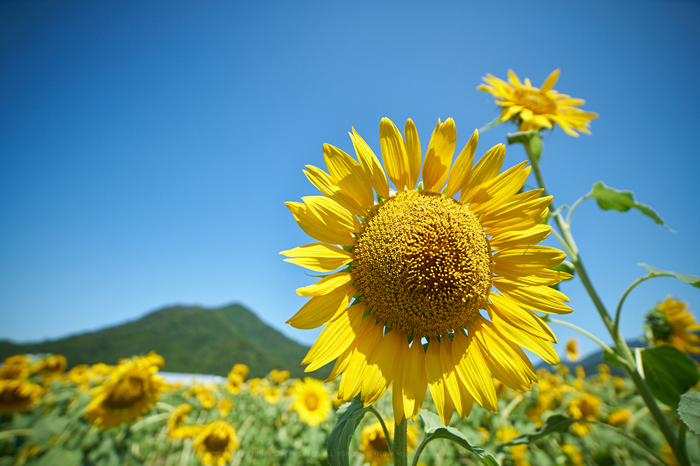 SAMYANG サムヤン 14mm F2.8 ED AS IF UMC 14mm F2.8 ED AS IF UMC | SAMYANG | ケンコー・トキナー